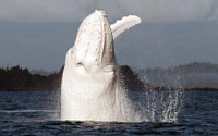 흰고래 미갈루 포착 &quot;전세계 단 두마리…실제로 존재하다니!&quot;