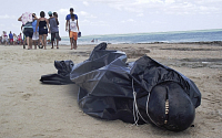 [포토]브라질 고래 떼죽음… 집단 자살?