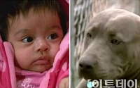아기 구한 개 3탄...3개월 아기 납치하려는 강도 쫓아낸 핏불 “대박”