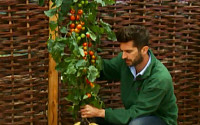토마토 줄기에 감자 뿌리 '톰테이토' 실제로 먹는다…영국서 첫 시판