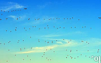 [포토]파란하늘 수 놓는 낙하산