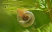 희귀 투명 달팽이 3탄...&quot;풀잎에 매달린 가녀린 몸, 심장 박동도 조심스러워&quot;