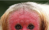 아마존 빨간 얼굴 원숭이, 얼굴 빨간 이유 알고 봤더니…