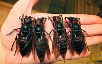 중국 살인 말벌 기승…세계에서 가장 큰 ‘장수말벌’ 독침은 적혈구 파괴