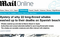 스페인 고래 떼죽음 알고보니...&quot;의리에 살고 의리에 죽는 동물의 신비&quot;