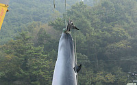 [포토]남해안에서 잡힌 5m짜리 밍크고래