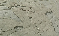 볼리비아 공룡 발자국, 하늘로 걸어간 비밀 “알고 보니”
