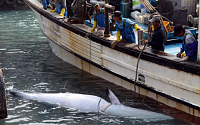 남해 밍크고래 포획…2300만원에 팔려 '대박'