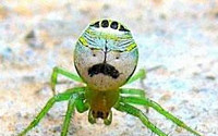콧수염 얼굴 가진 거미, &quot;처량한 모습에 절로 웃음이&quot;