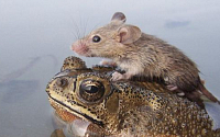 두꺼비 등에 올라탄 생쥐, 물에 빠진 생쥐 구했나…&quot;너무 깜찍해&quot;