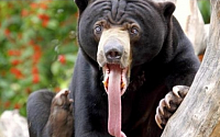 흑곰 물리친 남성, 곰 혀 잡아 위기 모면...진위여부 알고보니
