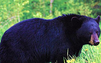 흑곰 물리친 남성, 흑곰 크기가 무려
