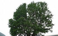 [나무와 힐링]생활감각을 알려주는 은행나무