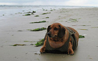 23kg 감량한 닥스훈트, 1년간 운동과 식사조절…“개만도 못한 나를 반성합니다”