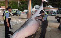 밍크고래의 크기, '바다 로또' 평균 9m...가격은 얼마?