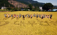 대우건설, 창사 40주년 기념 ‘대우건설米’ 수확