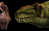 신종 육식 공룡 발견, 8000만년 전 지구 지배...티라노사우르스 닮은 꼴?