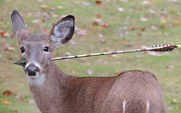 [포토]사슴 얼굴에 화살이 관통