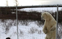 사진기자, 1m 앞에서 거대 북극곰 만나...한다는 게