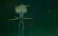 다리 길이 8m 오징어…이게 오징어? 외계인 아니고?