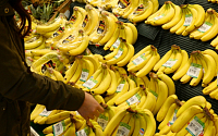 바나나 전염병 확산…전세계 공급 비상 &quot;지구상에서 사라질 수 있다&quot;