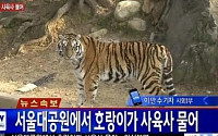 서울대공원 호랑이 사육사 공격…죽여 살려, 호랑이의 운명은?