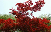 [나무와 힐링]산 정상부터 붉게 물들어가는  단풍나무