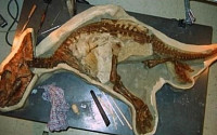 아기공룡 화석 발견 '프로토케라톱스' 유력?…'공룡시대 마지막까지 생존'