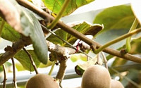 [강소농]황금 열매가 되다…국산 신품종 해금 골드키위