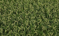 [강소농 ] 판로는 문제없다 … 쌀 가공 원료곡 생산