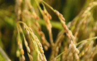 [강소농] 쌀농사의 미래를 경험하다 …기능성 유색미와 찰벼