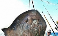 희귀 심해 가오리 포획, 곧바로 풀어준 이유 들어보니...