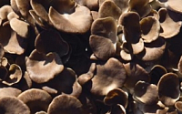 [강소농] 버섯재배 농가의 수익성을 높여라 … 육성버섯 보급 생산