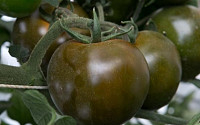 [강소농]신품종 ‘헤이’와 저압포그노즐 활용 … 토마토 업그레이드 프로젝트
