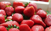 [강소농]신기술로 날개를 달다… 시설 딸기 재배