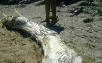 초대형 갈치에 이은 초대형 뱀장어…바다괴물 비상