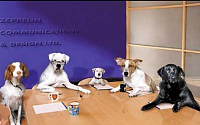 회의하는 비둘기 2탄 '회의하는 강아지'…표정연기 연예대상