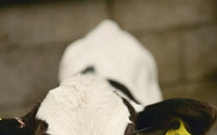 [강소농] 낙농가 특명 … 젖소 대사성질환을 극복하라