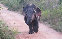 키 1.5m 미니 코끼리, 야생에서 최초 발견…또 다른 이름은?