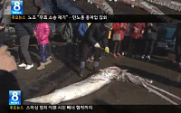 4.5m 대왕 오징어, 부산 앞바다서 잡혀…30만원에 낙찰
