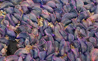 보라색 해양 생명체는 '고깔해파리'…만나면 피해야, 왜?