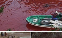 일본 돌고래 사냥, 피로 물든 바다 '충격'...희귀 돌고래까지 포함