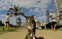 [붐업영상]스케이트보드 타는 고양이 &quot;이 정도야 기본이지~&quot;