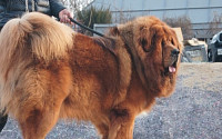 '세상에서 가장 비싼 개' 사자개, 중국선 샤브샤브로 먹는다…대체 왜?
