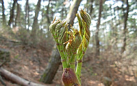 [시니어블로거]나른한 봄날, 산채의 제왕 '두릅'으로 활력 충전