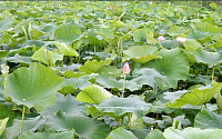 [귀농정착 성공사례(2)] 향긋한 연잎 향기에서 찾은 제2의 인생