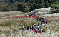 [포토] 산정호수 명성산 억새꽃 축제