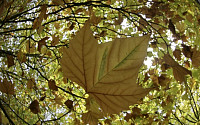 [포토] 가을 낙엽