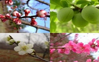 [나무와 힐링]꽃이 피면 봄이 온다 '매화나무'