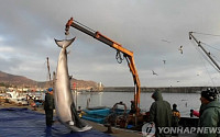 삼척서 잡힌 500kg 밍크고래, 얼마에 팔렸나 보니...&quot;바다의 로또 맞네~&quot;